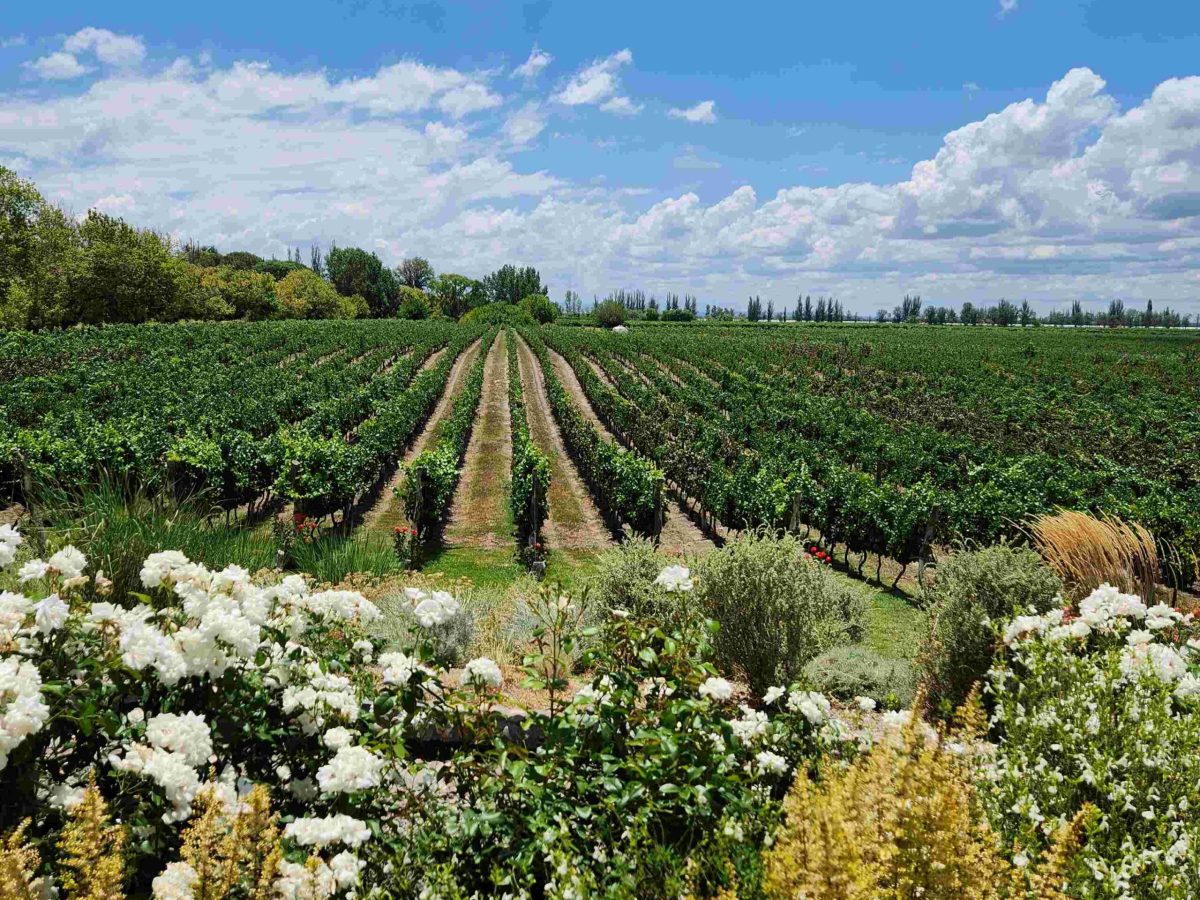 Claroscuro Bodega